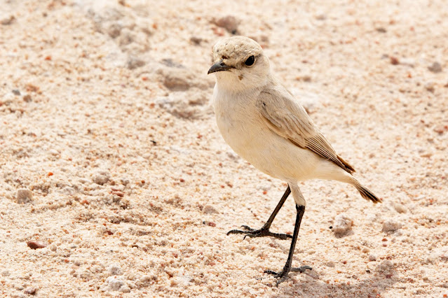 Namibornis herero