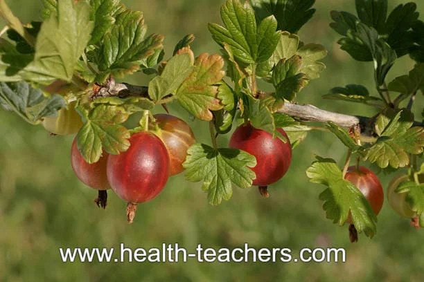 Eat Gooseberry, boost memory and lower cholesterol - Health-Teachers