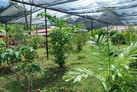 Kedai Tanaman herba Kampung