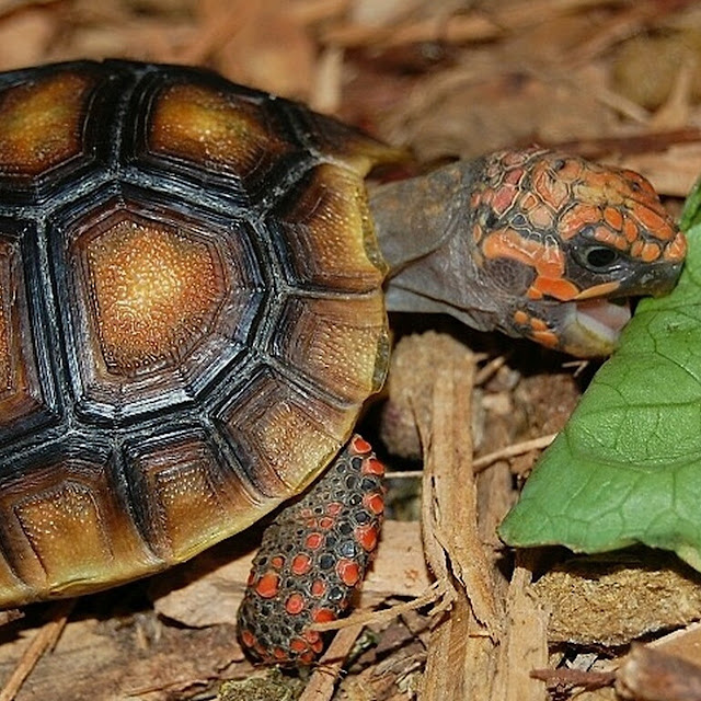 Toko Kura Adalah Store Yang Menjual Aneka Kura Sulcata, Brazil, Aldabra, Ambon | Ready Pakan, Suplemen, dan Aksesoris Kura | Phone/WA 0855-320-5153