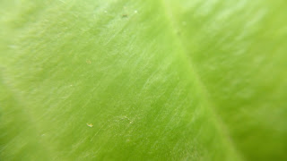 green leaf