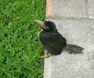  collared Aracari, Pteroglossus torquatus, La Ceiba, Honduras