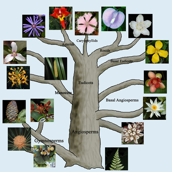 Systematics and Taxonomy