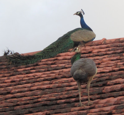 Peacock and a peahen