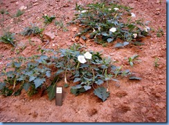 3513 Sacred Datura Weeping Rock Zion National Park UT
