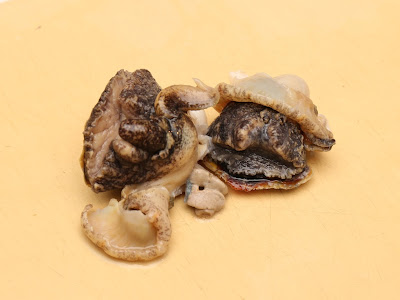 選択した画像 にし貝 食べ方 179946-螺貝 食べ方