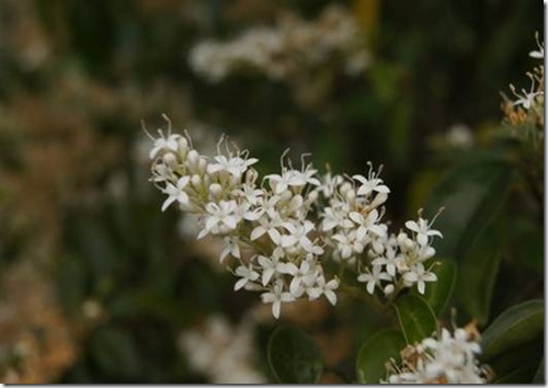 clip_image004