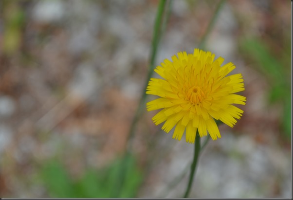 DSC_0086