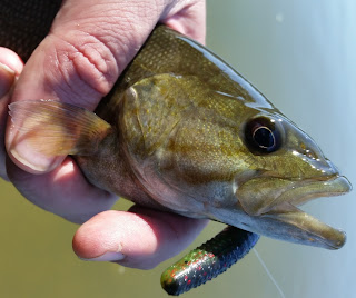 potomac river smallmouth