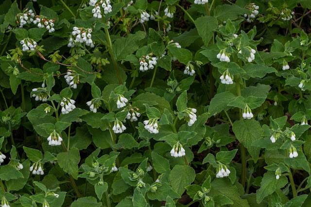 Carpet of Comfrey by the roadside