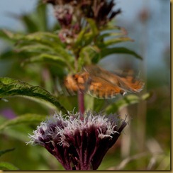 Painted Lady, Cynthia cardui: take-off