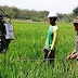 Babinsa Koramil Cepu Nyemprot Padi di Sawah