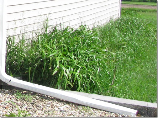 lilies_side-of-garage_2009