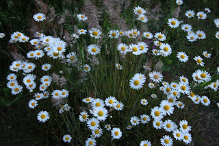 Early Summer Daisies