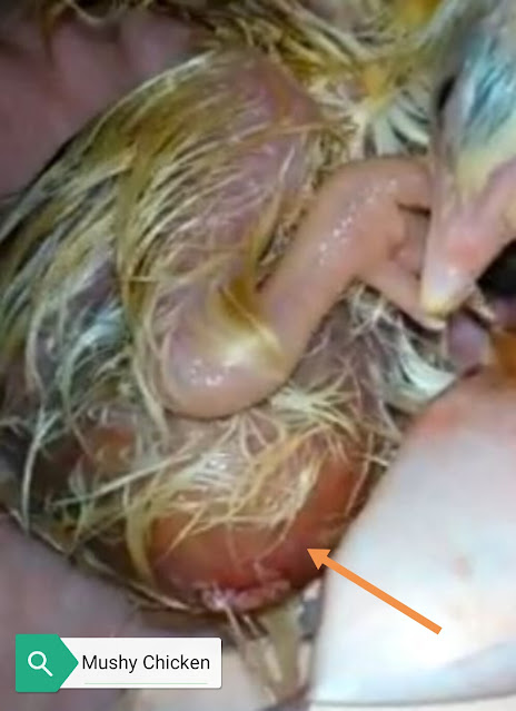 Poultry Disease and Diagnoses