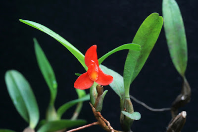 Maxillaria sophronitis care and culture