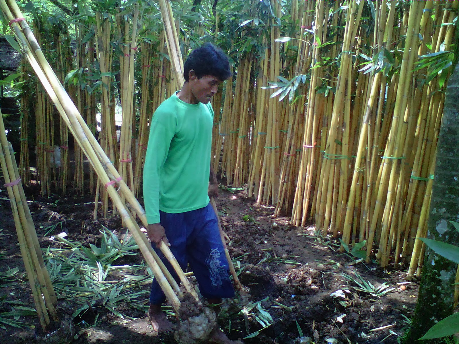  bambu  kuning bambu  hias  bambu  pagar  bambu  panda 