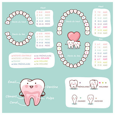 dents par age poussée dentaire