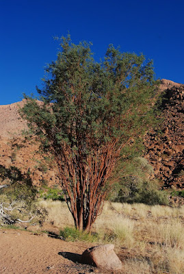 Acacia montis-ustii