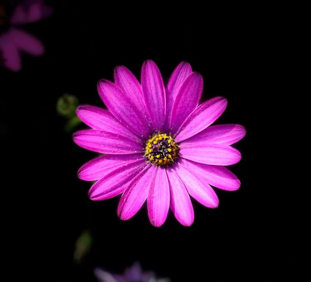 Margarida-do-cabo ou Margarida-Africana (Osteospermum ecklonis)