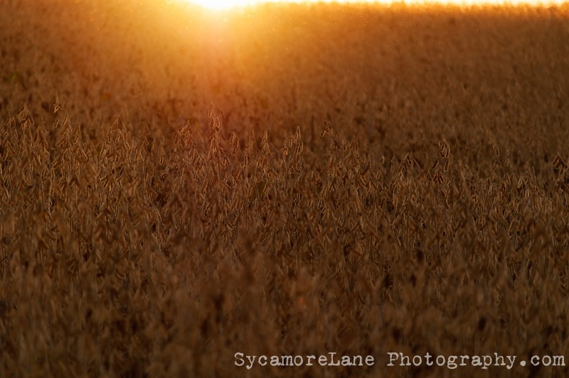 SycamoreLane Photography--11