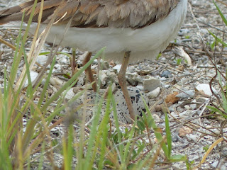 Charadrius vociferus - Pluvier kildir