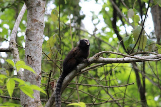 Parque Natural Municipal Montanhas de Teresópolis recebe diretores do zoológico de Beauval-França