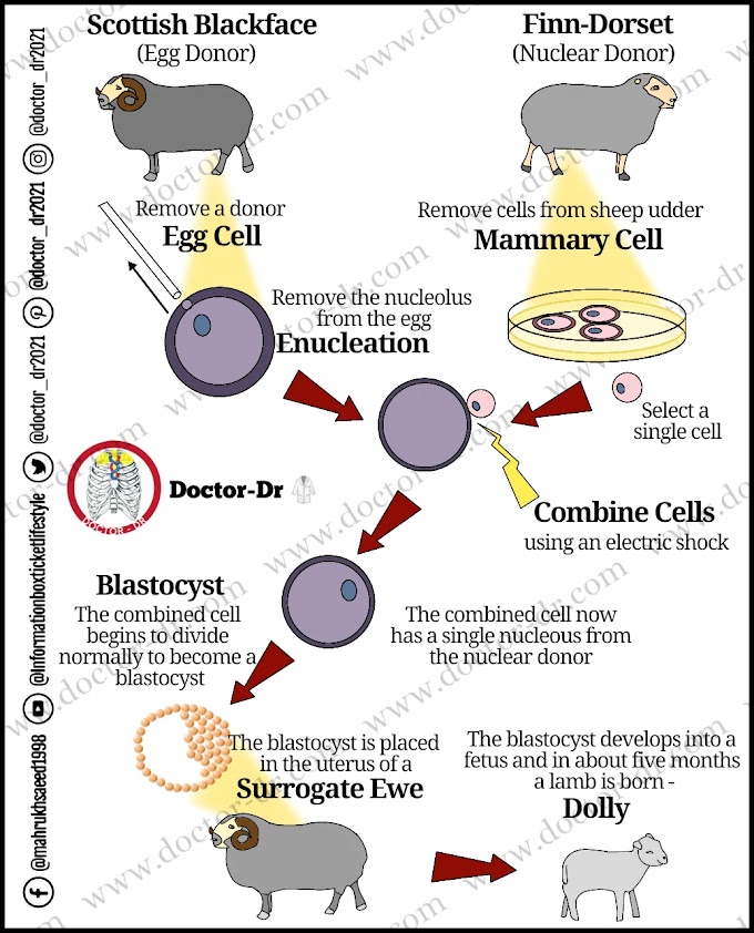 Cloning: Advancing Biotechnology through Reproductive Cloning