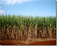 Growth Green Agriculture