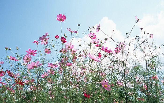 High Resolution Wallpaper flowers