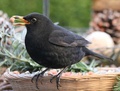 Amsel