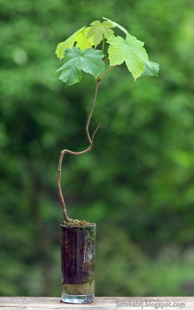 http://fotobabij.blogspot.com/2015/08/bonsai-w-szklance-klon-jawor-3r1.html