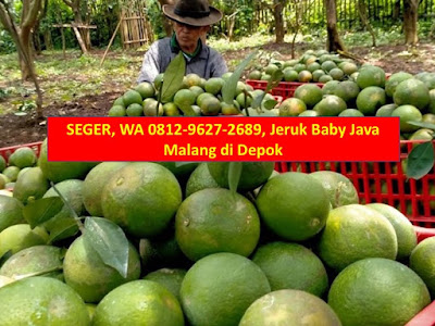 Harga Jeruk Baby Java Depok, Khasiat Jeruk Baby Java Depok, Gambar Jeruk Baby Java Depok, Supplier Jeruk Baby Java Depok, Jual Jeruk Baby Java Depok