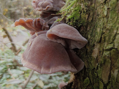 grzyby 2016, grzyby w październiku, grzyby zimowe, Uszak-bzowy-Auricularia-auricula-judae, maślanka-wiazkowa-Hypholoma-fasciculare, gasowka-mglista-Lepista-nebularis