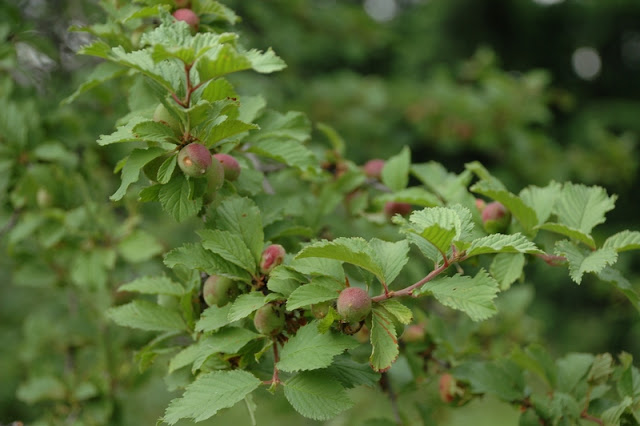 Афлатуния вязолистная / Луизеания вязолистная (Aflatunia ulmifolia, =Louiseania ulmifolia)