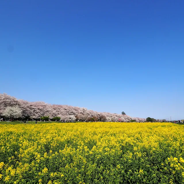 権現堂桜堤　菜の花