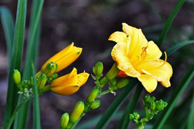 Star of Gold daylily