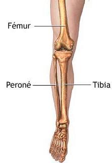 Anatomía esquelética de la pierna