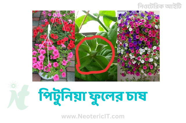 পিটুনিয়া ফুলের চাষ - Cultivation of petunia flowers - NeotericIT.com