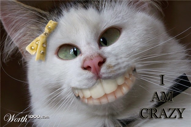  Funny  Crazy  Cat  Pictures Crazy  Cats 