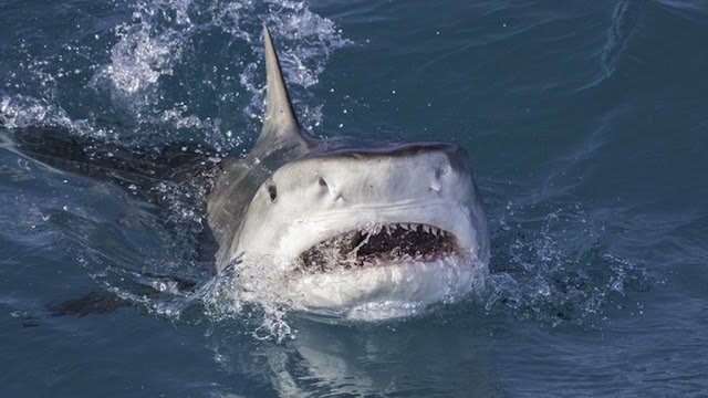 هجوم سمك القرش على شواطيء مصر