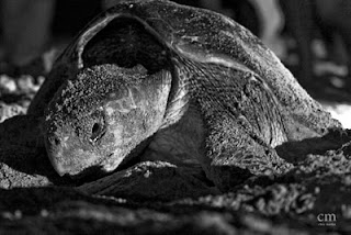 chris martin photography _turtles 1