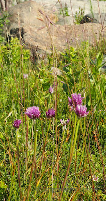 lingonberryhouse, midsummer, juhannus, kukat, nature