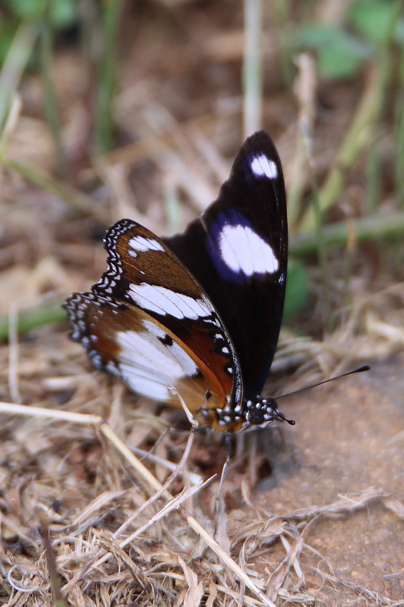 Danaid Eggfly Butterfly high resolution free