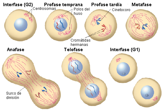 Etapas de la fase mitótica