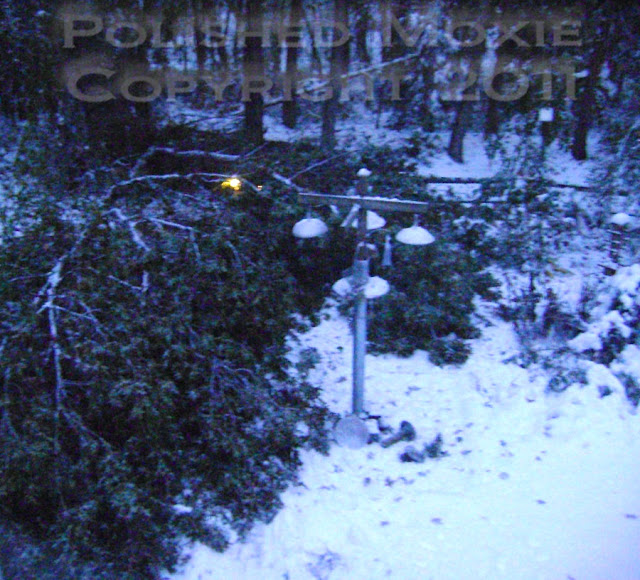 Picture of oak tree that has fallen during a snowstorm.