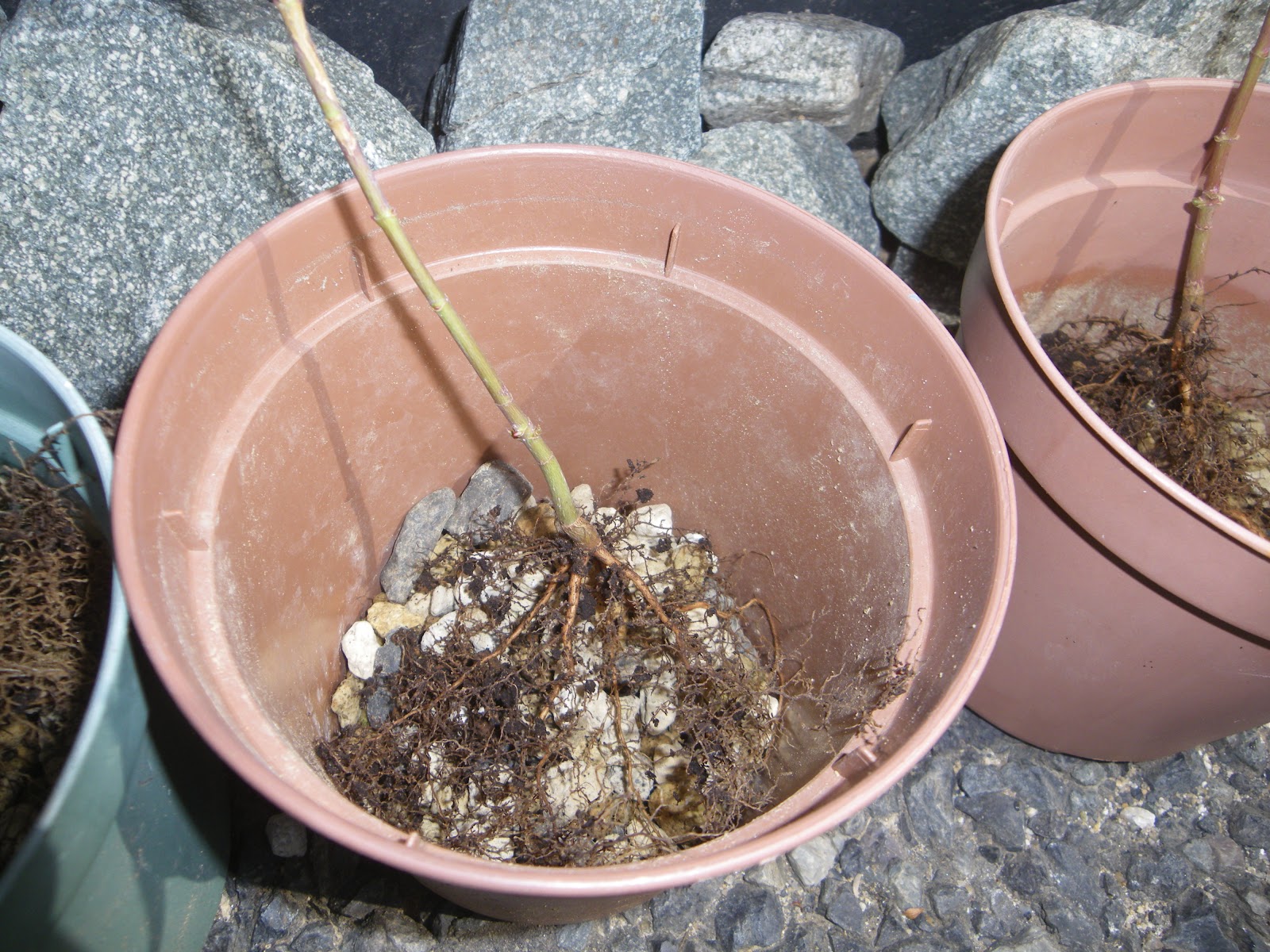 発芽したもみじの苗を寄せ植え 懸崖 けんがい にして紅葉を楽しむ メダカの大工