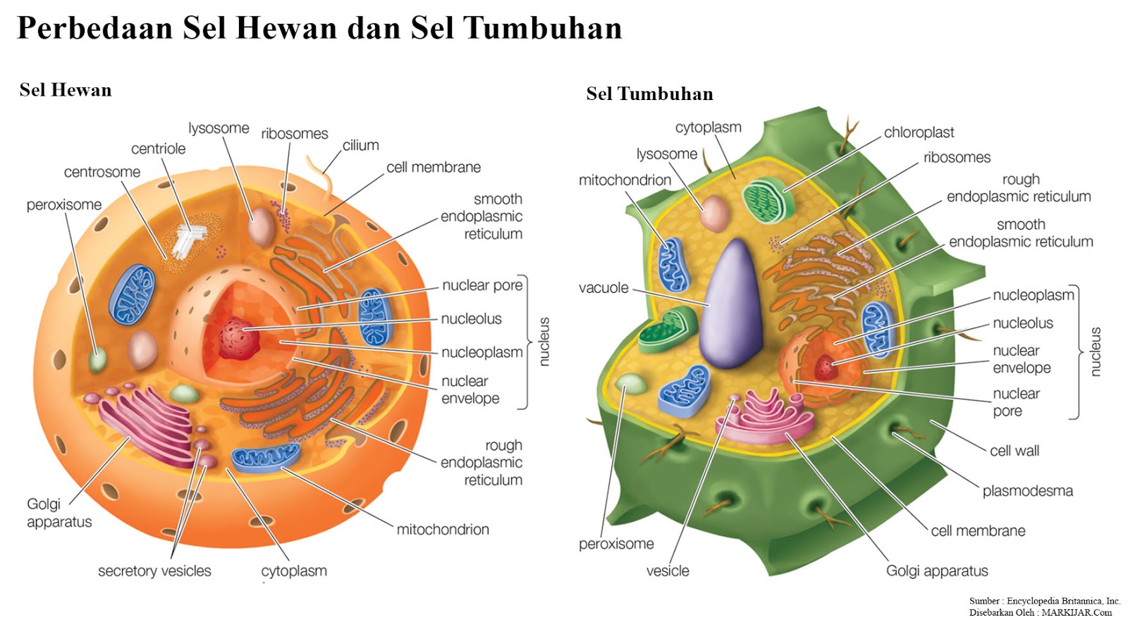 20 Perbedaan Sel  Hewan  dan  Sel  Tumbuhan  Lengkap  Tabel 