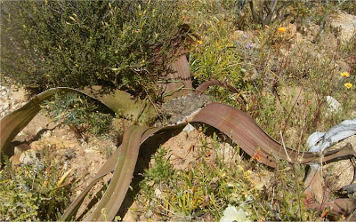 Welwitschia mirabilis