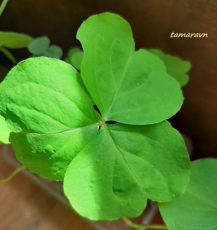 Кислица слабая / Кислица щитковидная (Oxalis debilis, =Oxalis corymbosa)